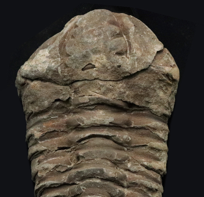 ビッグサイズ！原始的でシンプルな形のオルドビス紀の三葉虫、モロッコ産カリメネ（Calymene）（その2）