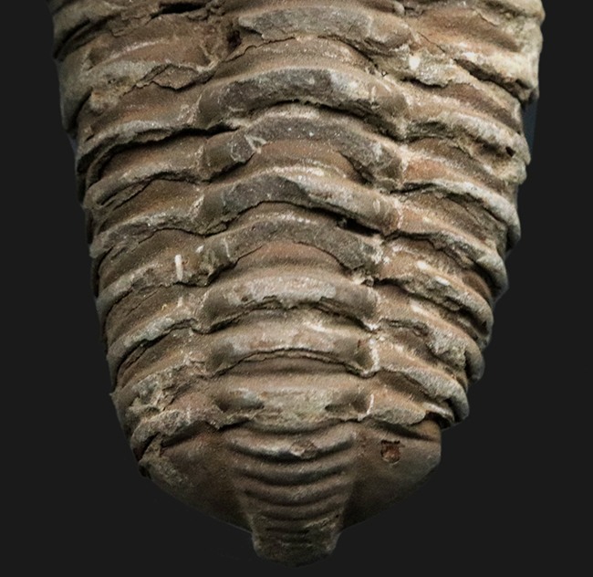 ビッグサイズ！原始的でシンプルな形のオルドビス紀の三葉虫、モロッコ産カリメネ（Calymene）（その3）