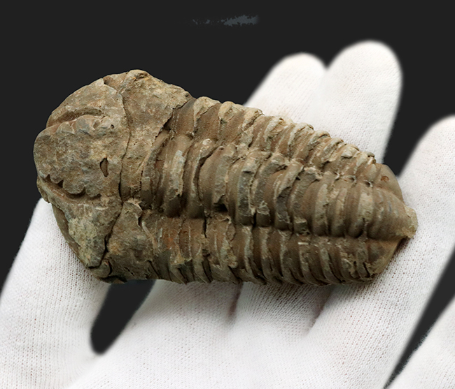 ビッグサイズ！原始的でシンプルな形のオルドビス紀の三葉虫、モロッコ産カリメネ（Calymene）（その4）