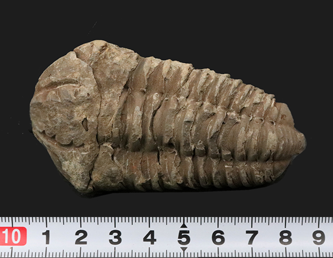 ビッグサイズ！原始的でシンプルな形のオルドビス紀の三葉虫、モロッコ産カリメネ（Calymene）（その6）