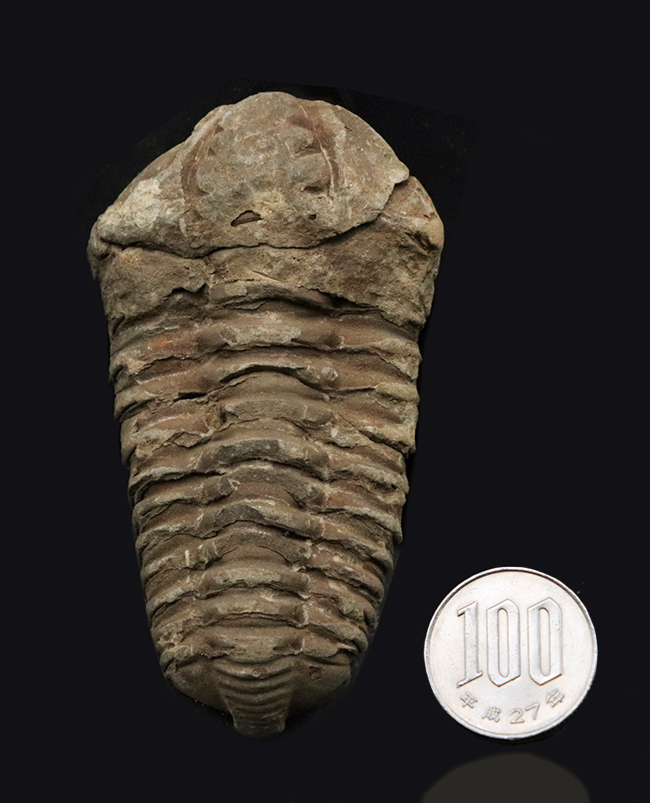 ビッグサイズ！原始的でシンプルな形のオルドビス紀の三葉虫、モロッコ産カリメネ（Calymene）（その7）