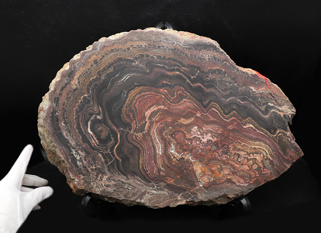 地球に酸素をありがとう！超ビッグサイズ！先カンブリア時代のボリビア産ストロマトライト（Stromatolite）のプレート標本（その1）