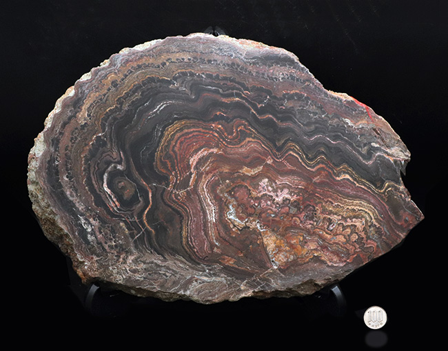 地球に酸素をありがとう!超ビッグサイズ!先カンブリア時代のボリビア産ストロマトライト(Stromatolite)のプレート標本(その10)