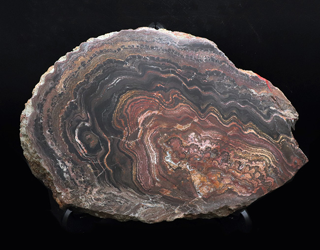 地球に酸素をありがとう!超ビッグサイズ!先カンブリア時代のボリビア産ストロマトライト(Stromatolite)のプレート標本(その2)