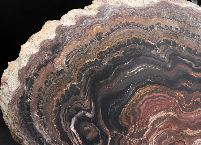 地球に酸素をありがとう！超ビッグサイズ！先カンブリア時代のボリビア産ストロマトライト（Stromatolite）のプレート標本（その3）