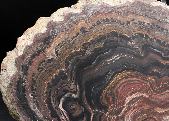 地球に酸素をありがとう!超ビッグサイズ!先カンブリア時代のボリビア産ストロマトライト(Stromatolite)のプレート標本(その3)