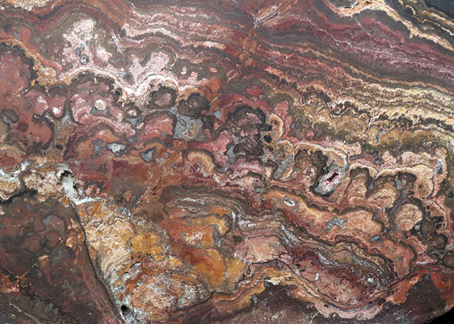 地球に酸素をありがとう!超ビッグサイズ!先カンブリア時代のボリビア産ストロマトライト(Stromatolite)のプレート標本(その4)