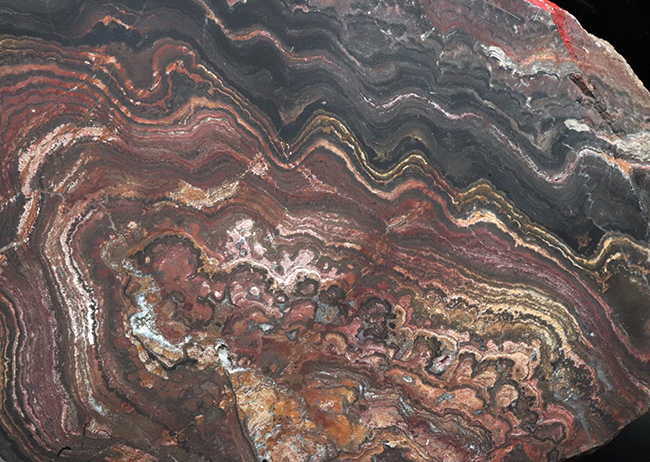地球に酸素をありがとう！超ビッグサイズ！先カンブリア時代のボリビア産ストロマトライト（Stromatolite）のプレート標本（その5）