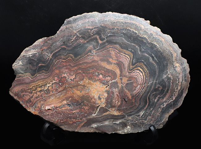 地球に酸素をありがとう!超ビッグサイズ!先カンブリア時代のボリビア産ストロマトライト(Stromatolite)のプレート標本(その6)