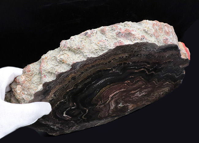 地球に酸素をありがとう!超ビッグサイズ!先カンブリア時代のボリビア産ストロマトライト(Stromatolite)のプレート標本(その7)