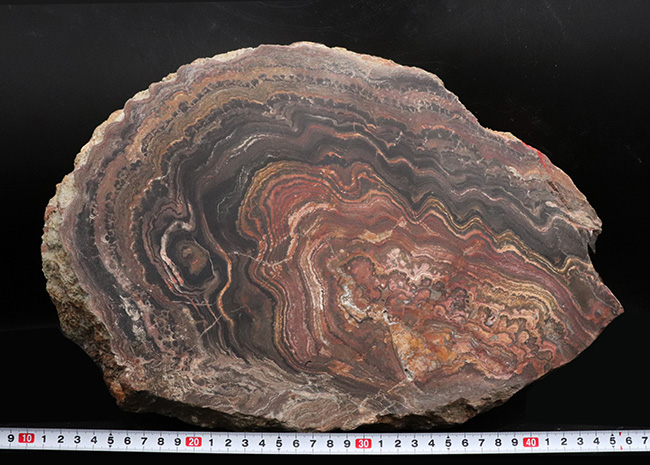 地球に酸素をありがとう!超ビッグサイズ!先カンブリア時代のボリビア産ストロマトライト(Stromatolite)のプレート標本(その9)