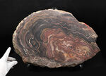 地球に酸素をありがとう！超ビッグサイズ！先カンブリア時代のボリビア産ストロマトライト（Stromatolite）のプレート標本