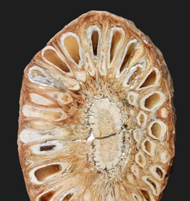 南米アルゼンチン・サンタ・クルスで発見、採集されたジュラ紀の針葉樹、アラウカリア（Araucaria mirabilis）の球果の化石（その3）