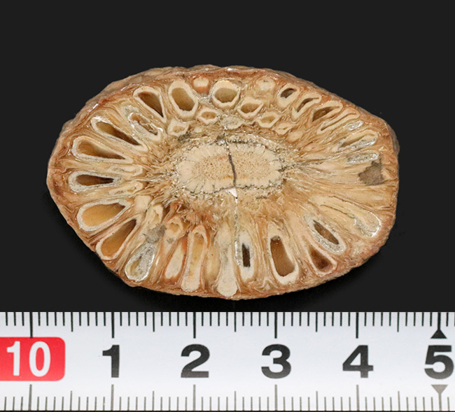 南米アルゼンチン・サンタ・クルスで発見、採集されたジュラ紀の針葉樹、アラウカリア（Araucaria mirabilis）の球果の化石（その6）