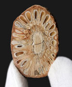 南米アルゼンチン・サンタ・クルスで発見、採集されたジュラ紀の針葉樹、アラウカリア（Araucaria mirabilis）の球果の化石
