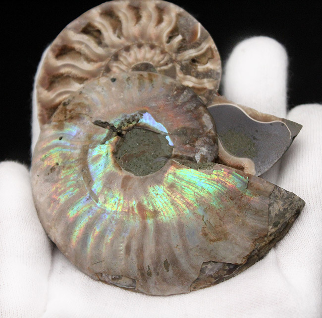良質 空洞あり １億２千万年前のアンモナイト クレオニセラス Cleoniceras Sp のカット ポリッシュ標本 おもて側に遊色あり アンモナイト 販売