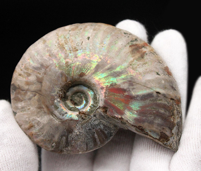 良質 空洞あり １億２千万年前のアンモナイト クレオニセラス Cleoniceras Sp のカット ポリッシュ標本 おもて側に遊色あり アンモナイト 販売