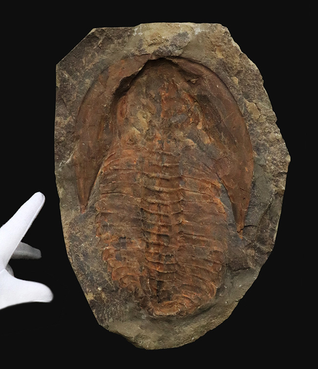 23センチ級!最初期の三葉虫、カンプロパラス(Cambropallas)の大判ネガティブ標本(その1)