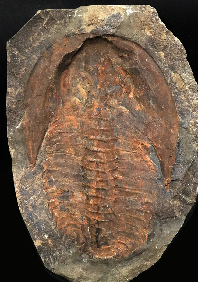 23センチ級!最初期の三葉虫、カンプロパラス(Cambropallas)の大判ネガティブ標本(その2)