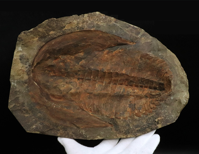 23センチ級!最初期の三葉虫、カンプロパラス(Cambropallas)の大判ネガティブ標本(その3)