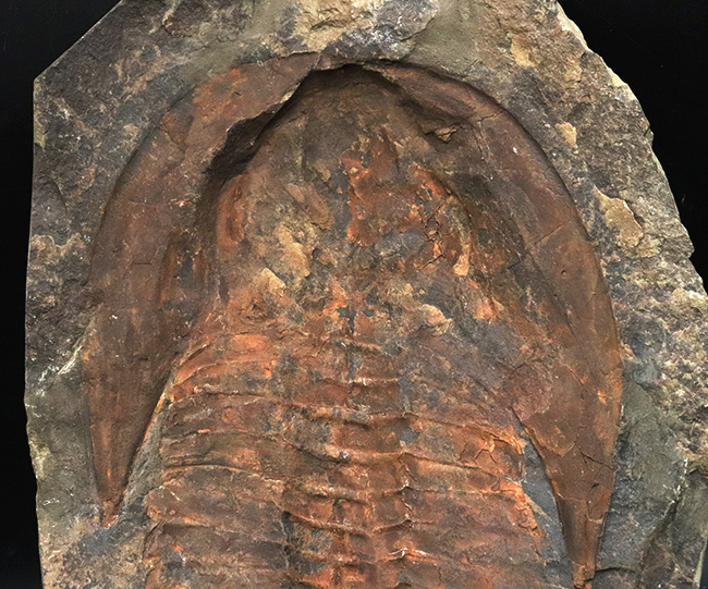 23センチ級!最初期の三葉虫、カンプロパラス(Cambropallas)の大判ネガティブ標本(その4)