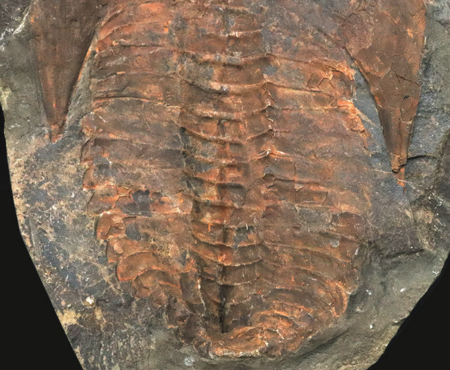 23センチ級!最初期の三葉虫、カンプロパラス(Cambropallas)の大判ネガティブ標本(その5)
