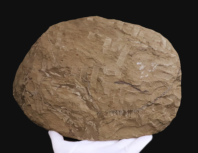 23センチ級！最初期の三葉虫、カンプロパラス（Cambropallas）の大判