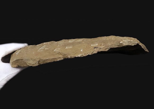 23センチ級!最初期の三葉虫、カンプロパラス(Cambropallas)の大判ネガティブ標本(その7)