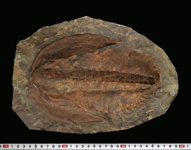 23センチ級!最初期の三葉虫、カンプロパラス(Cambropallas)の大判ネガティブ標本(その8)