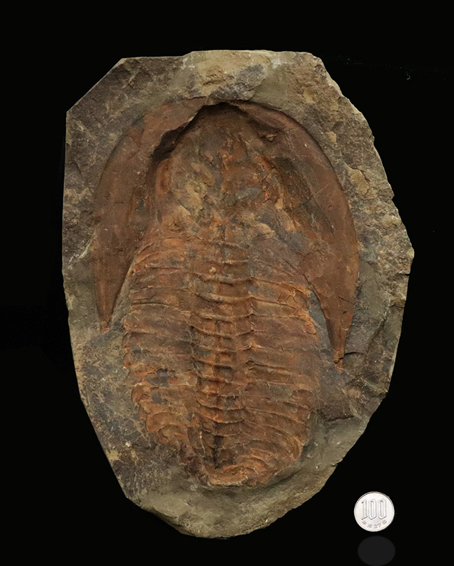 23センチ級!最初期の三葉虫、カンプロパラス(Cambropallas)の大判ネガティブ標本(その9)