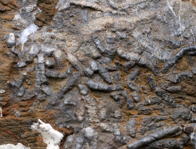 国産マニアックシリーズ！樹枝状に広がった層孔虫（Amphipora）の群集化石、国内では極めて古い年代の地層、福地層群より採集（その5）