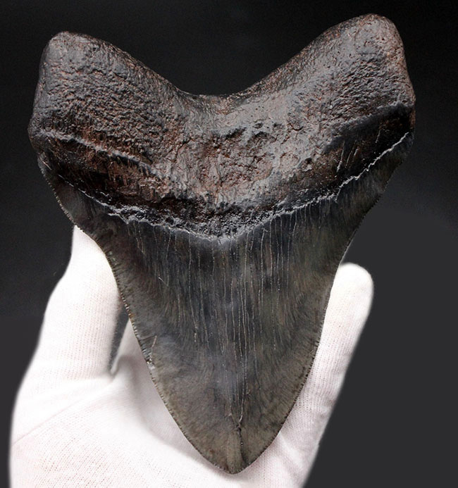 チャンスプライス!最大級に近い大きさ!カーブ計測で157ミリに達する巨大なメガロドン(Carcharodon megalodon)の歯化石(その2)