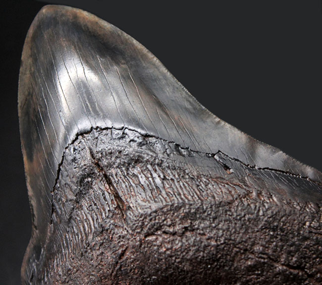 チャンスプライス！最大級に近い大きさ！カーブ計測で１５７ミリに達する巨大なメガロドン（Carcharodon megalodon）の歯化石（その5）