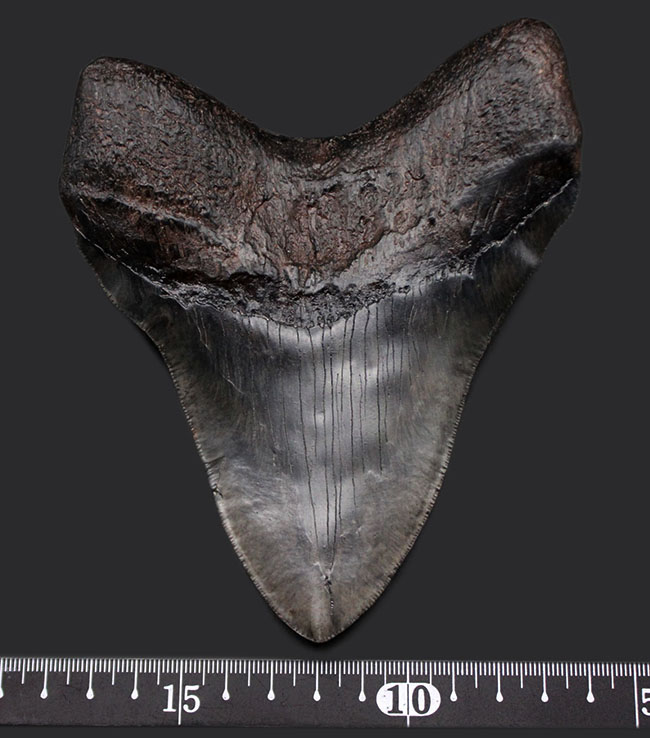チャンスプライス!最大級に近い大きさ!カーブ計測で157ミリに達する巨大なメガロドン(Carcharodon megalodon)の歯化石(その8)