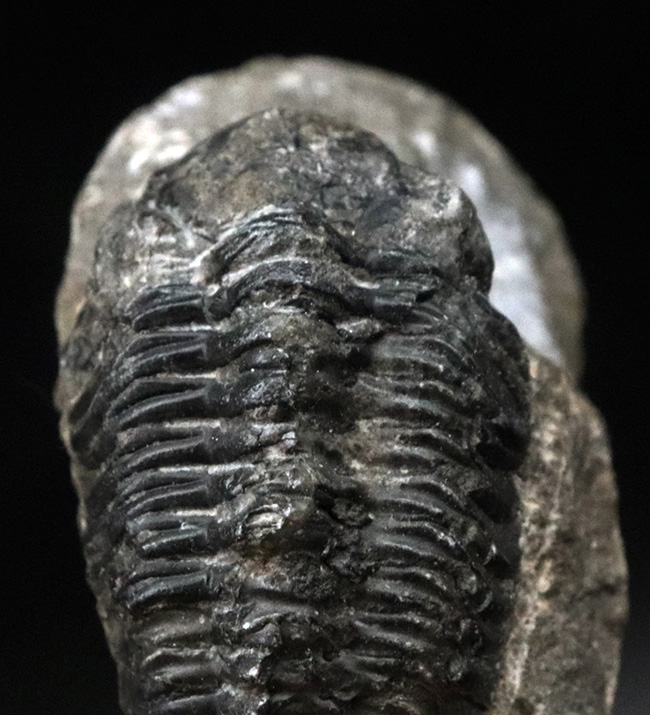 古生代デボン紀を代表する三葉虫、ファコプス（Phacops）の化石