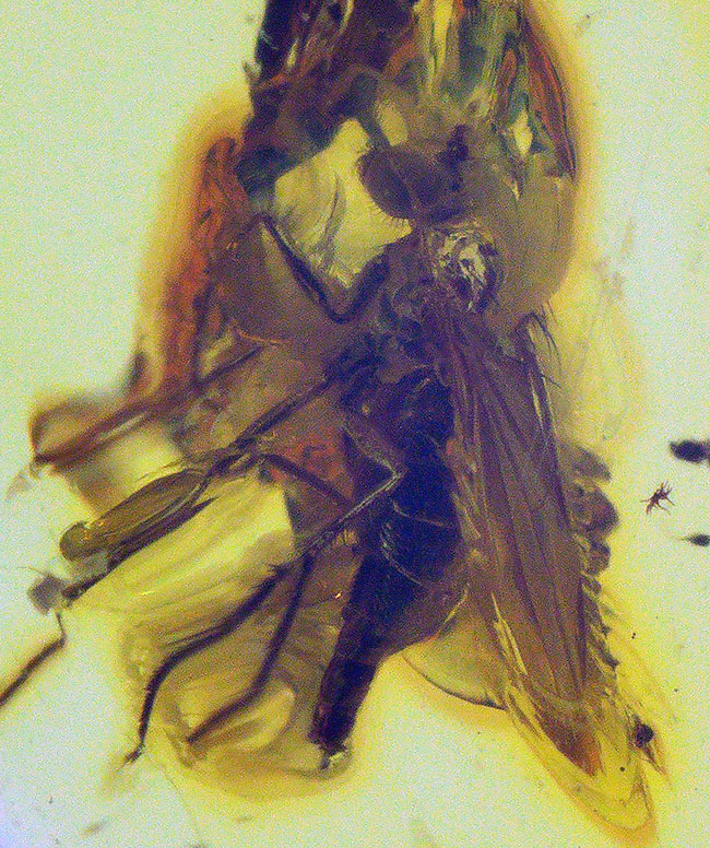 バックライトを浴びるとレモンイエローを呈する、４０００万年前の虫を閉じ込めたバルト海産琥珀（Amber）を使ったペンダントトップ（シルバーチェーン、高級ジュエリーケース付き）（その3）