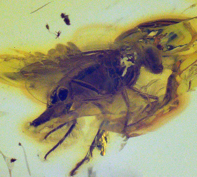 バックライトを浴びるとレモンイエローを呈する、４０００万年前の虫を閉じ込めたバルト海産琥珀（Amber）を使ったペンダントトップ（シルバーチェーン、高級ジュエリーケース付き）（その6）