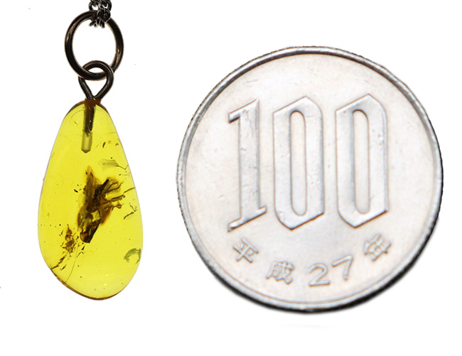 バックライトを浴びるとレモンイエローを呈する、4000万年前の虫を内包したバルト海産琥珀(Amber)を使ったペンダントトップ(シルバーチェーン、高級ジュエリーケース付き)(その8)