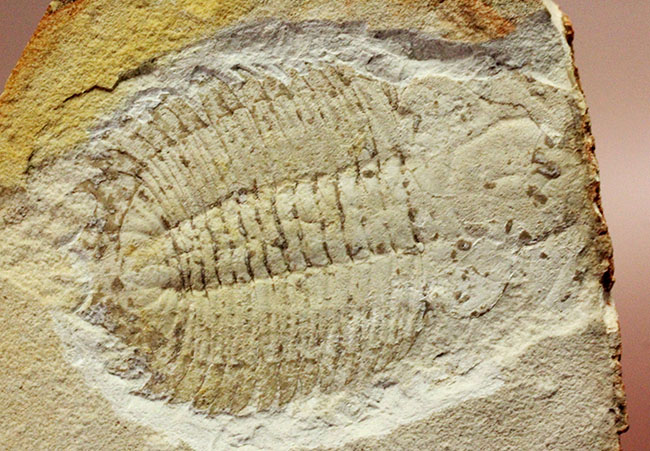 珍しいオーストラリア産!ごく初期の三葉虫エクストリデュラ・テンプレトネンシス(Xystridura templetonensis)(その10)