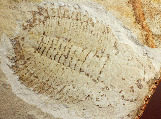 珍しいオーストラリア産!ごく初期の三葉虫エクストリデュラ・テンプレトネンシス(Xystridura templetonensis)(その11)