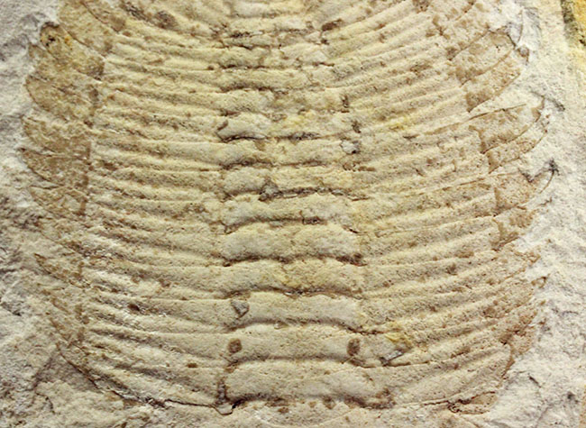 珍しいオーストラリア産!ごく初期の三葉虫エクストリデュラ・テンプレトネンシス(Xystridura templetonensis)(その13)