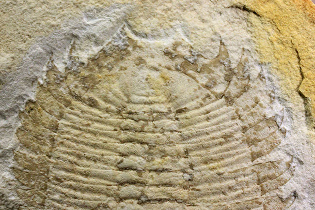 珍しいオーストラリア産!ごく初期の三葉虫エクストリデュラ・テンプレトネンシス(Xystridura templetonensis)(その14)