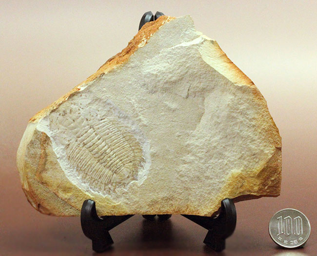 珍しいオーストラリア産!ごく初期の三葉虫エクストリデュラ・テンプレトネンシス(Xystridura templetonensis)(その16)