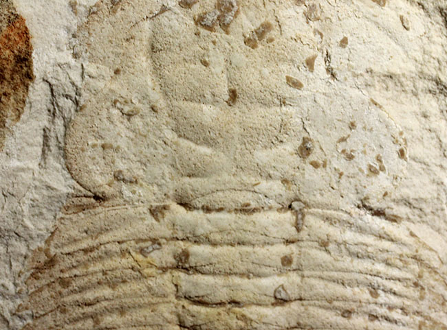 珍しいオーストラリア産!ごく初期の三葉虫エクストリデュラ・テンプレトネンシス(Xystridura templetonensis)(その3)