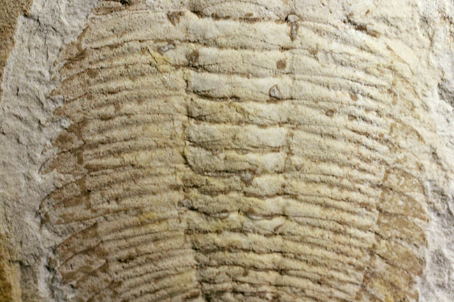 珍しいオーストラリア産!ごく初期の三葉虫エクストリデュラ・テンプレトネンシス(Xystridura templetonensis)(その4)