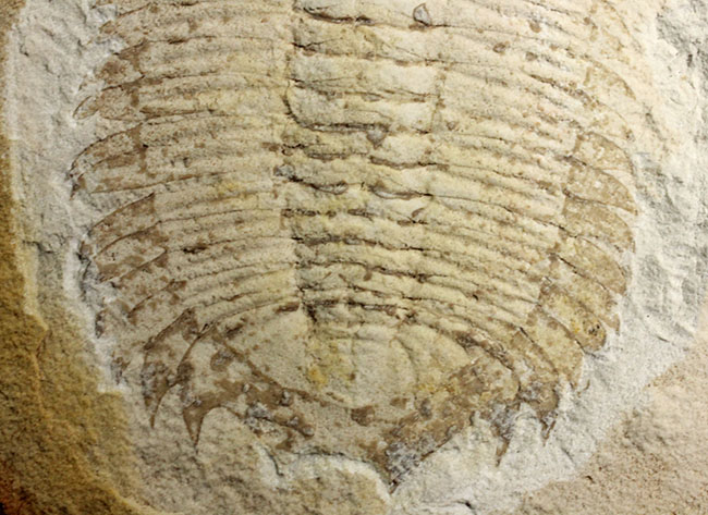 珍しいオーストラリア産!ごく初期の三葉虫エクストリデュラ・テンプレトネンシス(Xystridura templetonensis)(その5)