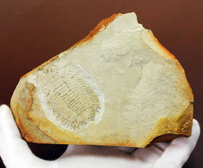 珍しいオーストラリア産!ごく初期の三葉虫エクストリデュラ・テンプレトネンシス(Xystridura templetonensis)(その6)