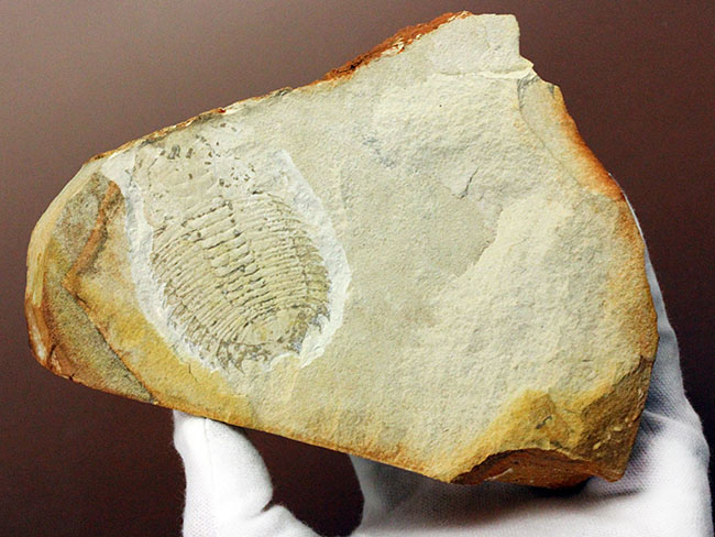 珍しいオーストラリア産!ごく初期の三葉虫エクストリデュラ・テンプレトネンシス(Xystridura templetonensis)(その9)