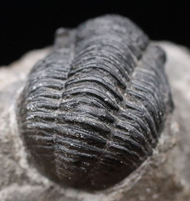 モロッコ産のデボン紀の三葉虫、ゲラストス(Gerastos)(その1)