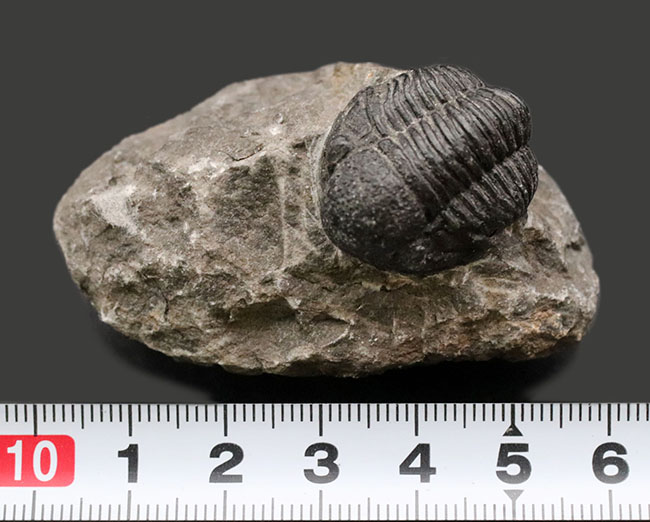 モロッコ産のデボン紀の三葉虫、ゲラストス(Gerastos)(その10)